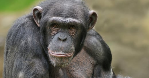 A dignidade dos chimpanzés 