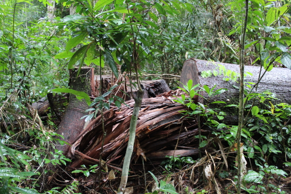 'Eles vão me matar'