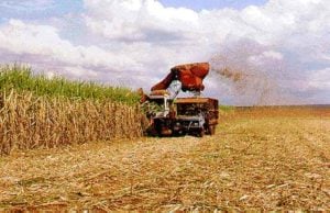 Projeto autoriza plantio de cana-de-açúcar na Amazônia