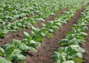 Multinacional de agrotóxicos altera fórmula sem autorização e culpa Anvisa