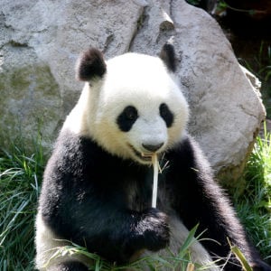 O urso panda vai acabar!