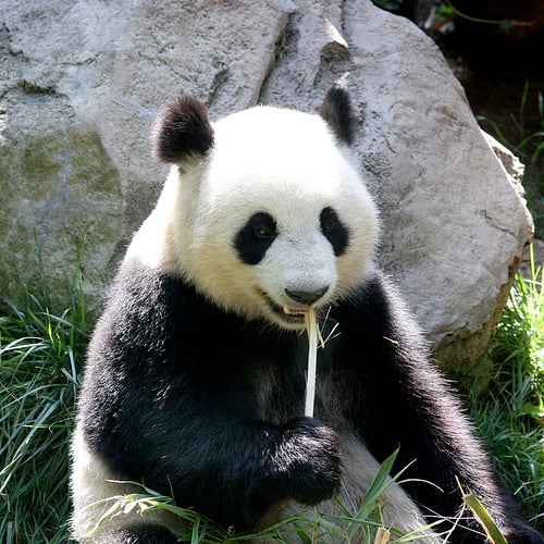 O urso panda vai acabar!