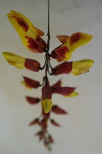 Sapatinho de judia