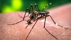 Pesquisa da USP usa radiação para reduzir dengue