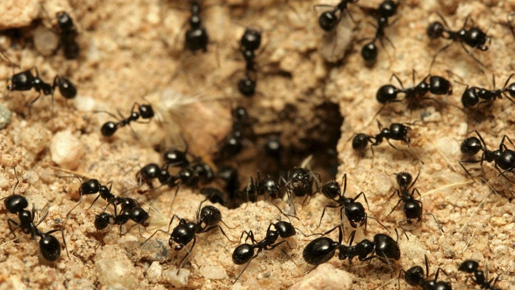 Insetos podem desaparecer em 100 anos e os efeitos serão catastróficos