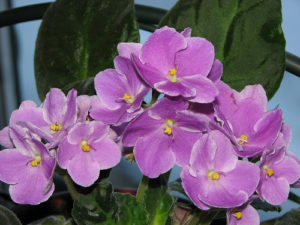 Plantador de violetas