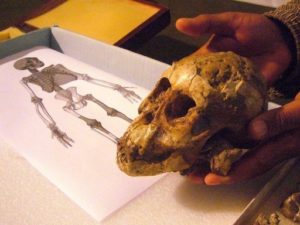 Ancestral humano andava como homem, mas subia em árvores como macacos