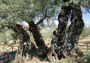 À sombra da oliveira