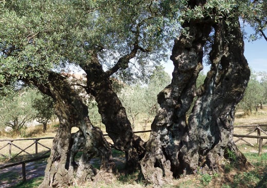 À sombra da oliveira