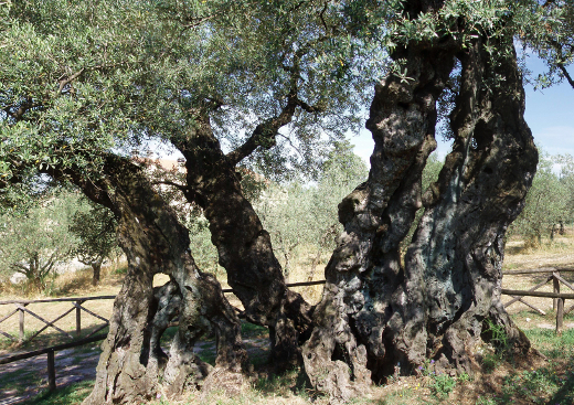 À sombra da oliveira