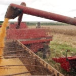 Conab anuncia R$ 300 milhões para produtores de arroz na safra 2025/26