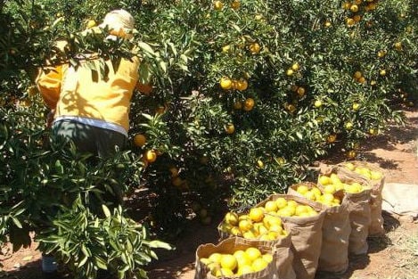 Agrotóxicos e a ideia de sustentabilidade