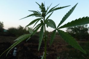 Por que sou contra a liberação da maconha