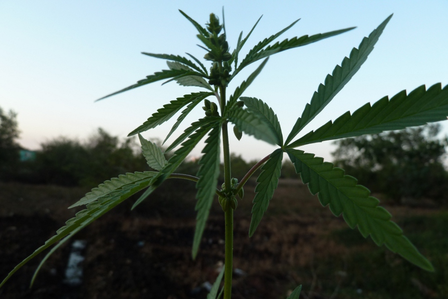 Por que sou contra a liberação da maconha