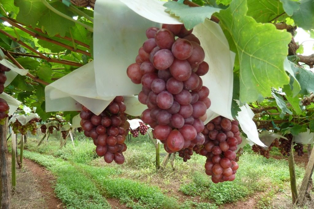 São Francisco: Queiroz Galvão, uvas e mangas
