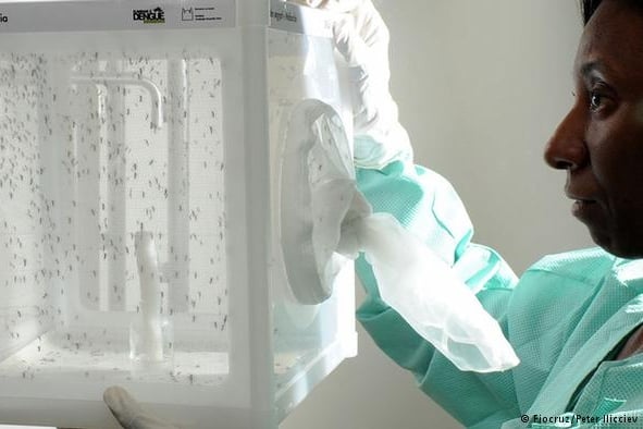 Brasil testa nova arma contra a dengue