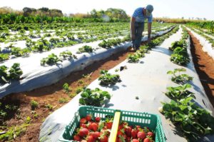 Censo agropecuário, Marina e Friboi