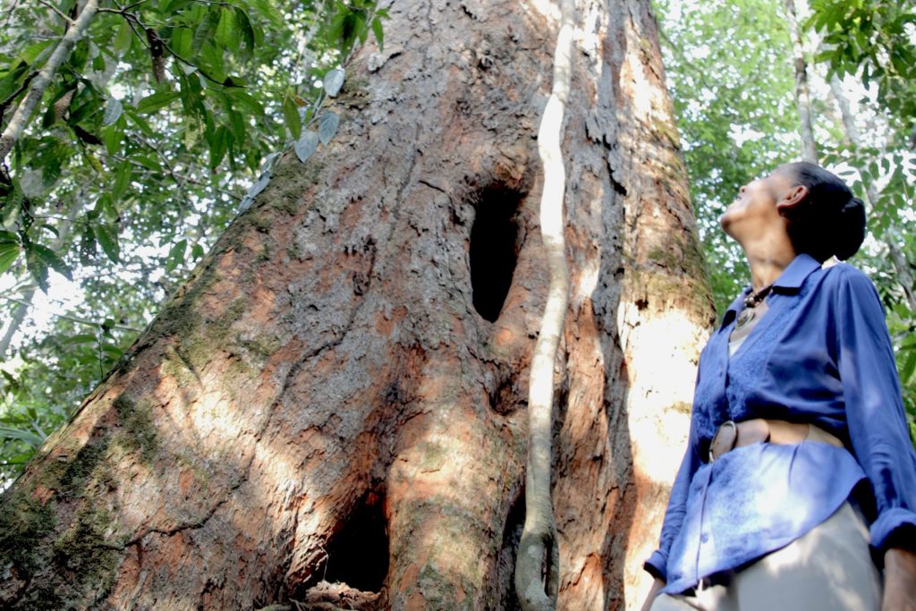 Eleições 2014: meio-ambiente, o grande derrotado?