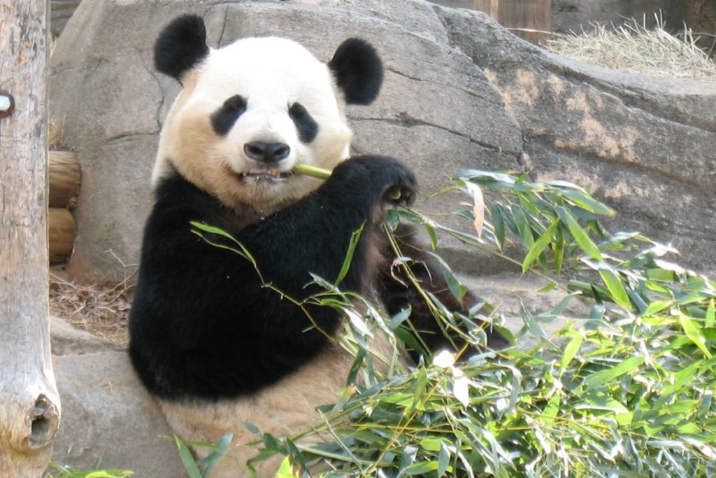 WWF é acusada de “vender a alma” para corporações