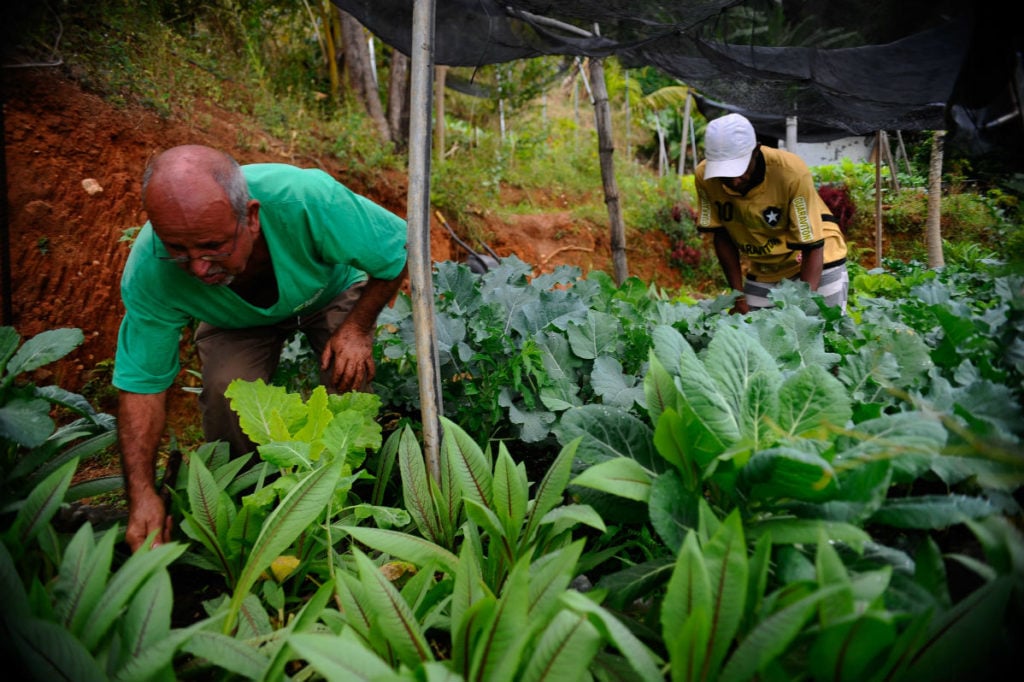 Brasil x EUA, na agricultura