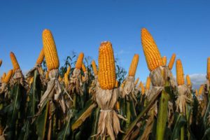 O empobrecimento do trabalho rural no País