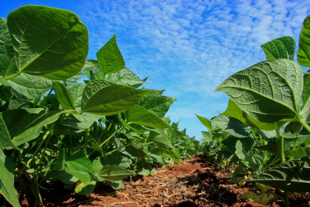 O Brasil tem latifúndios: 70 mil deles