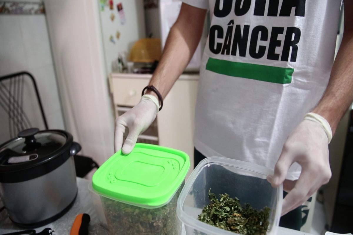 Maconha: preço alto de remédio estimula o cultivo