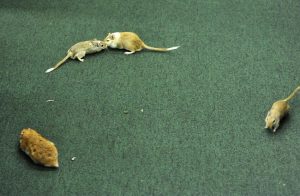 Ratos invadem Câmara durante depoimento de Vaccari