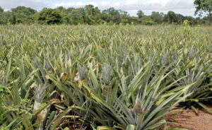 A atividade rural não pode virar um Fla-Flu