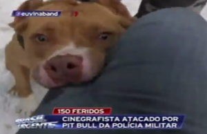 Cinegrafista da Band é ferido por pitbull da PM-PR