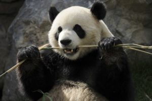 Panda a dar com o pau