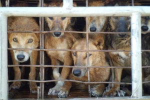 Vietnã debate consumo de carne de cachorro