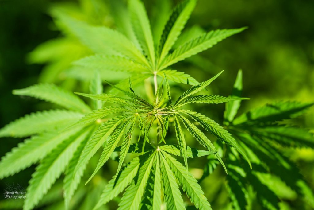 Uruguai estuda venda de maconha para turistas