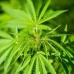 O Brasil e a legalização da maconha: até quando esperar?