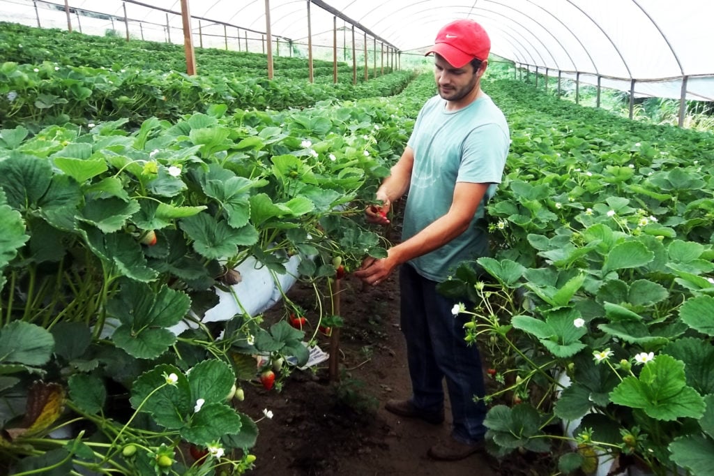 Algum refresco econômico no campo