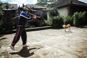 Bali extermina cães para controlar epidemia de raiva