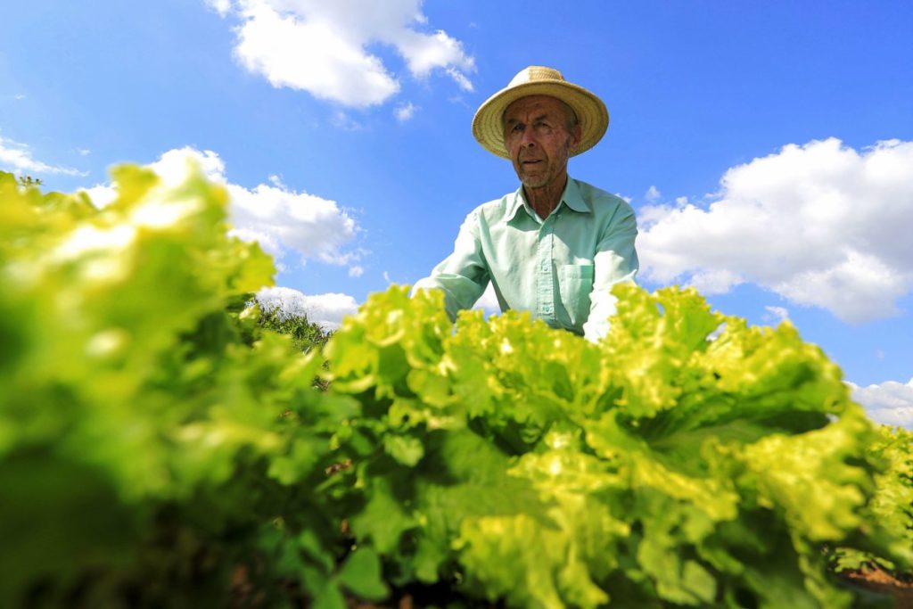 Os rumos da saúde e da segurança alimentar no Brasil