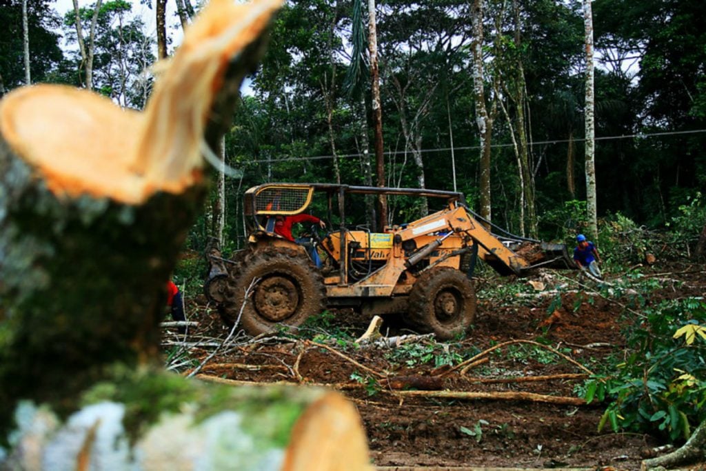 A crise do desenvolvimento sob o ponto de vista ecofeminista