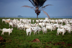 A produção agrícola brasileira: de verdade mundial a possível mito