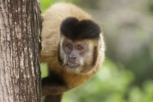 Quase 70% da fauna selvagem mundial desapareceu em apenas 50 anos e situação na América Latina preocupa