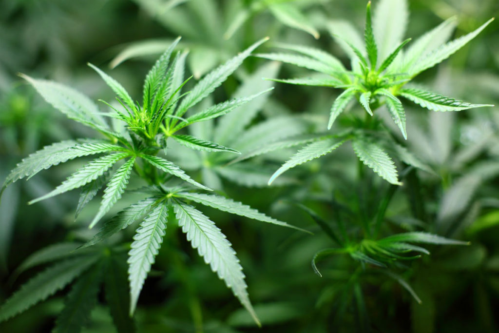 Alemanha cria estatal para o cultivo de maconha