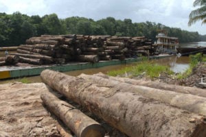 No governo Bolsonaro, desmatamento aumentou em todos os biomas, diz estudo