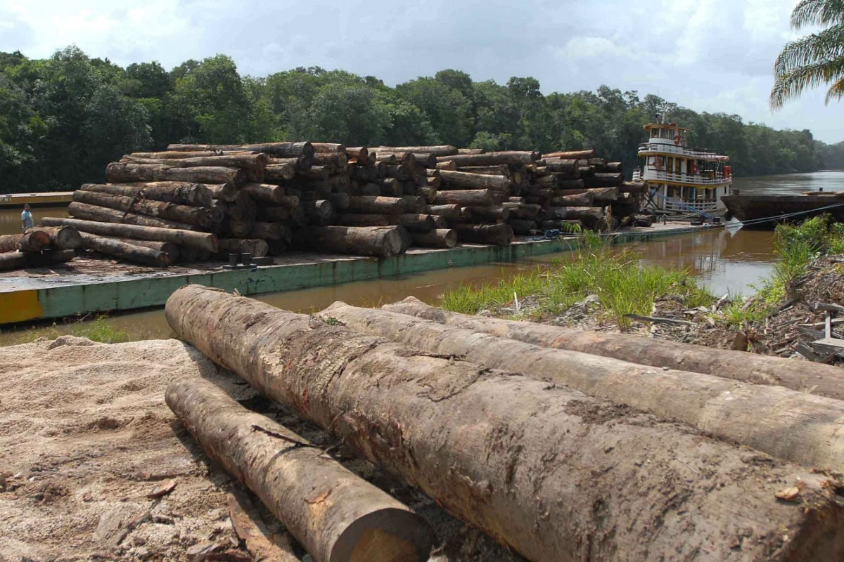 Ataques vão resultar em mais desmatamento na Amazônia, diz WWF-Brasil 