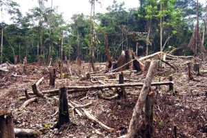 Dia Internacional do Meio Ambiente: o que comemorar?