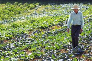 Os insumos orgânicos e naturais ganham espaço