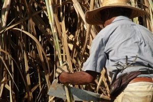 Os riscos das mudanças na previdência rural