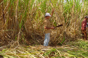 O BNDES e a pesquisa no agronegócio