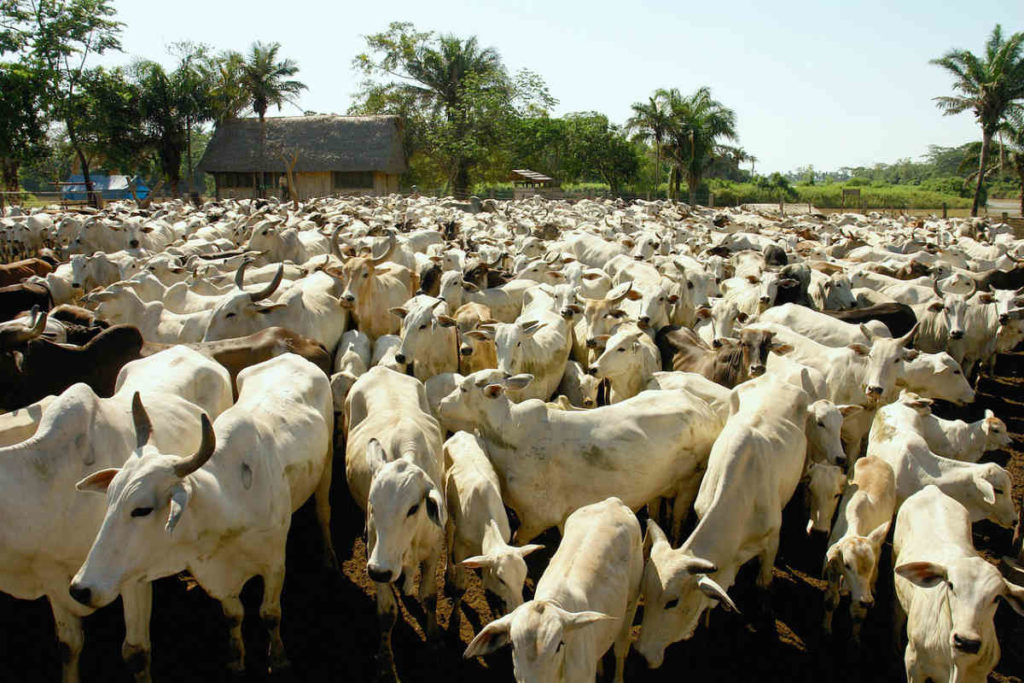 A máquina que move o desmatamento da Amazônia