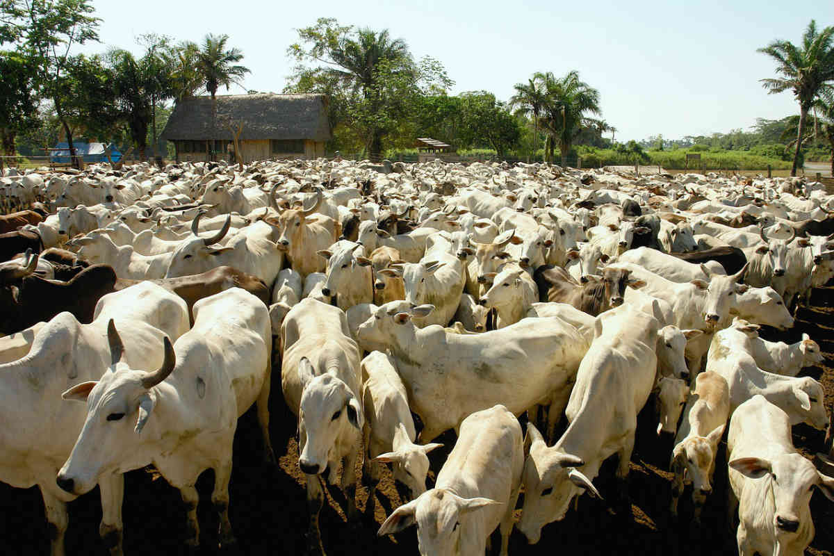 O rebanho bovino na Amazônia Legal saltou de 37 milhões de cabeças, em 1995, para 85 milhões em 2016 