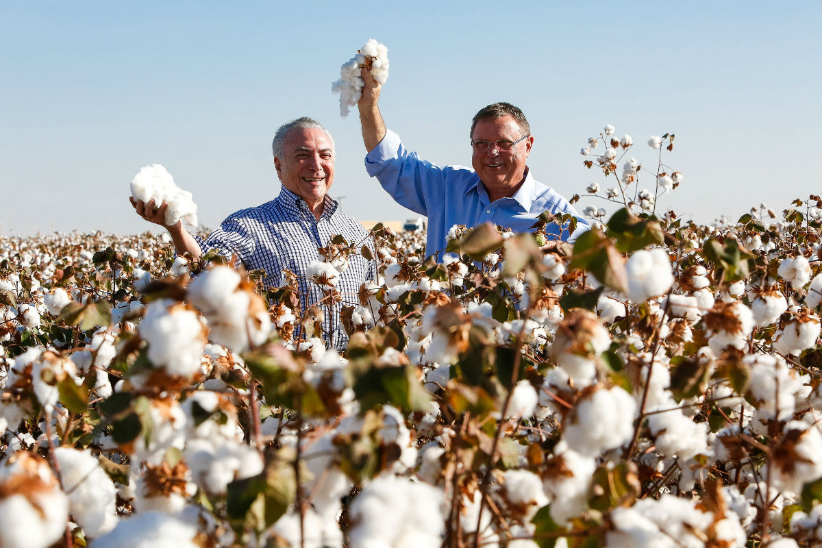 Temer e o ministro da Agricultura, Blairo Maggi, em plantação de algodão em Lucas do Rio Verde (MT), na semana passada 